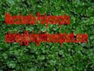 Marchantia Polymorpha (Shirley At Virginforestplant Dot Com)